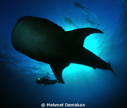 So big, so gentle... Cruising whale shark. Nikon D300+10.... by Mehmet Demirkan 